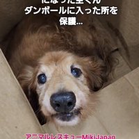 ダンボールの中から顔をのぞかせる犬