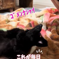 へそ天でごまかす作戦♡