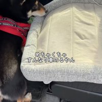 車に乗り込む柴犬