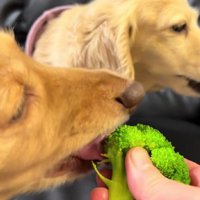 らいらちゃんが食べちゃった！！