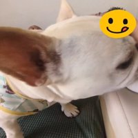 顔で防ぐ犬