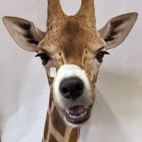 キリンの顔から鼻先を出す犬