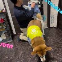 パパさん帰宅時のワンコたち3