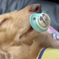 おしゃぶり