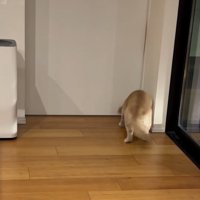 ドアの前で家族を待つ小型犬