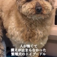 片足をあげて震える犬