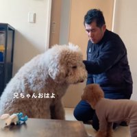 挨拶する大型犬