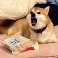 口を開けて警戒する犬