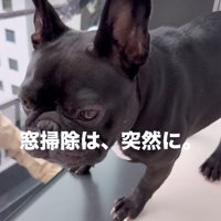 窓掃除が始まったら…