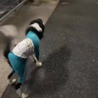 尻尾を振りながら駆け寄る中型犬