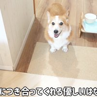 笑顔でカメラを見上げる犬