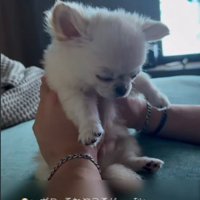 眠る犬1