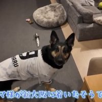 見上げる犬