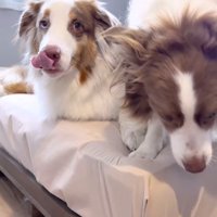 自分の口元を舐める犬と、ベッドから立ち上がる犬