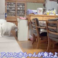 アイスちゃん、様子を見に来てくれました