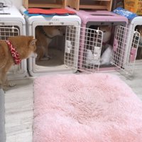 3匹はすぐにハウスの中へ