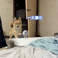 駆け付ける犬