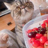 猫ちゃんも可愛すぎる♡