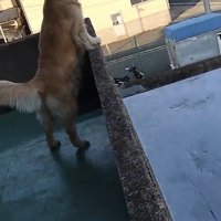 健気な姿にホッコリ