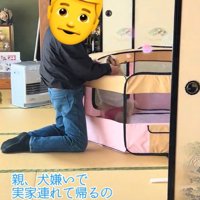 お父さんを見つめるキャシーちゃん