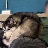 まるで大きな猫のよう！