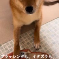 お茶目ないたずらも