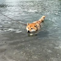華麗な泳ぎを披露♪