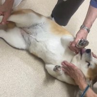 仰向けで診察される犬