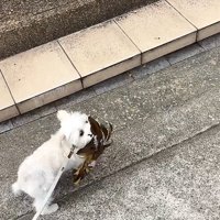 葉っぱを持つ犬1