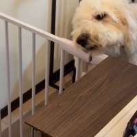 扉を開けようとするソラくん