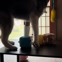 足を引っ込める大型犬