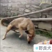 道端で匂いを確かめる犬