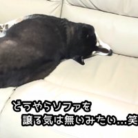 「座らせないぞ！」と首をピーン