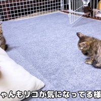 リサちゃんは慎重派