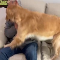 おじいちゃんの膝の上に乗るゴールデンレトリバー