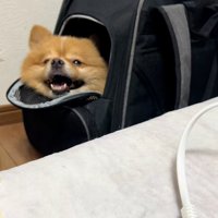 笑顔のレモンちゃん1