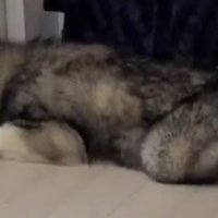 顔を入れたまま伏せる犬