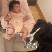 赤ちゃんの足元に顔を寄せる犬