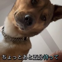 「ご飯ちょうだい」