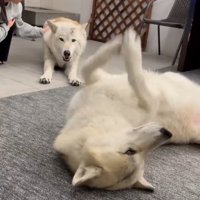 お手手チョイチョイするナオちゃん