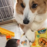 お手する犬