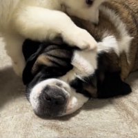 大型犬の顔を踏む子犬