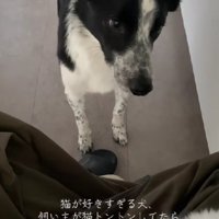 ボーダーコリーのくろごまちゃん