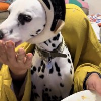 完食して満足げな犬