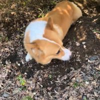 横を向く犬