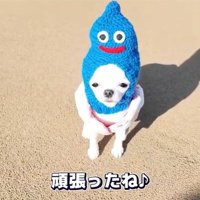 ドッグランを頑張ったルミちゃん
