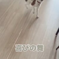 フローリングの上を飛び跳ねる子犬