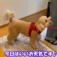 別の日、嬉しそうにお散歩に出発♪