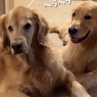 嬉しそうなコロッケくん