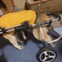 歩行器で体を支える犬